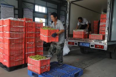 二二一團(tuán)富鵬合作社 三色葡萄火了，就業(yè)路寬了！勞動保護(hù)用品銷售的新機(jī)遇