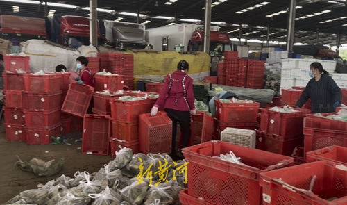 山東匡山農產品市場解封探訪 防疫保供兩不誤，蔬菜價格穩中有降，勞保用品銷售顯新意